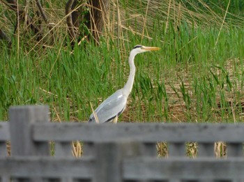 Sun, 5/15/2022 Birding report at 東屯田川遊水地