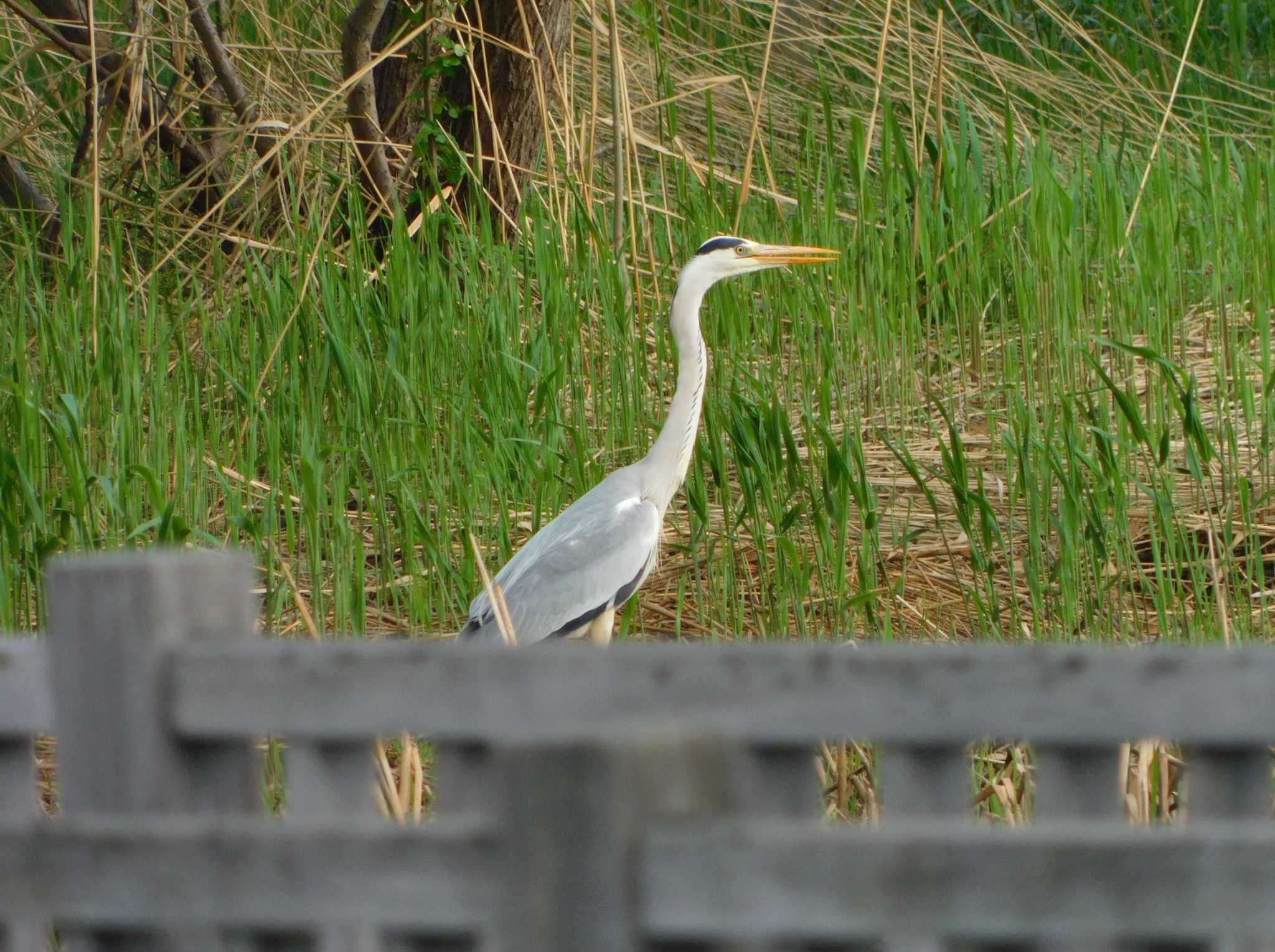 Photo of Grey Heron at 東屯田川遊水地 by 川deカモ