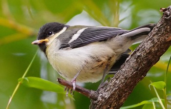 2022年5月15日(日) 千里東町公園の野鳥観察記録