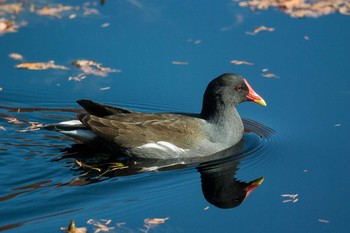 バン 三木山森林公園 2017年12月7日(木)