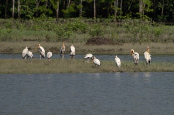 インドトキコウ Sungei Buloh Wetland Reserve 2022年5月15日(日)