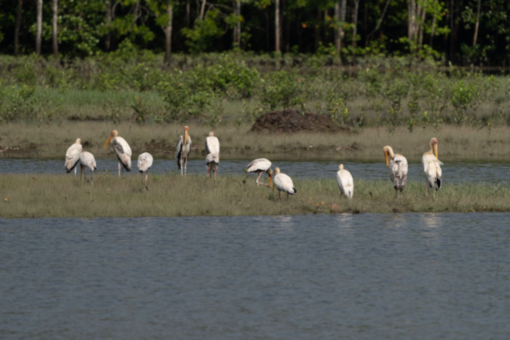 Sungei Buloh Wetland Reserve インドトキコウの写真 by T K