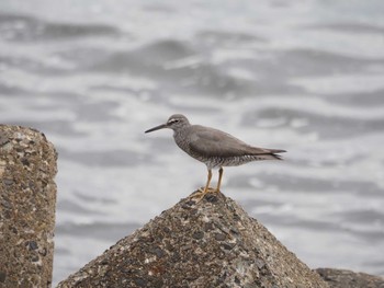 Sun, 5/15/2022 Birding report at 日の出三番瀬沿い緑道