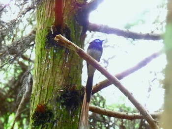 サンコウチョウ ささやまの森公園(篠山の森公園) 2022年5月15日(日)