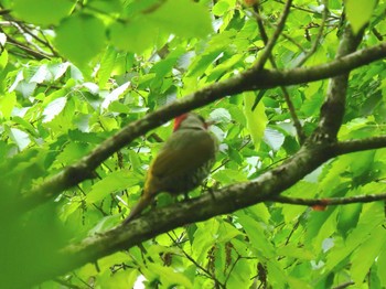 アオゲラ ささやまの森公園(篠山の森公園) 2022年5月15日(日)