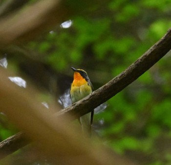 2022年5月15日(日) 八王子城跡の野鳥観察記録