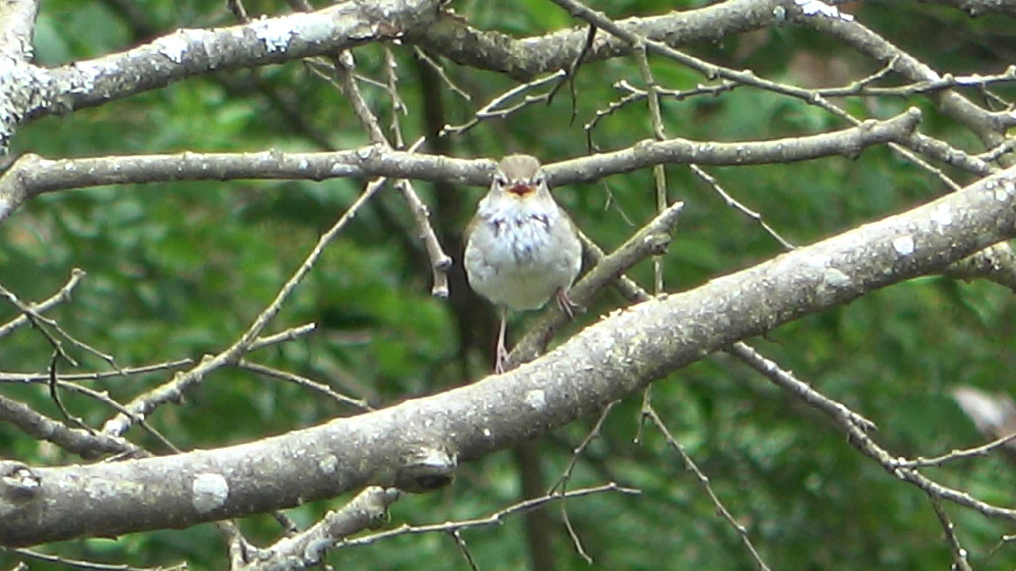 Japanese Bush Warbler