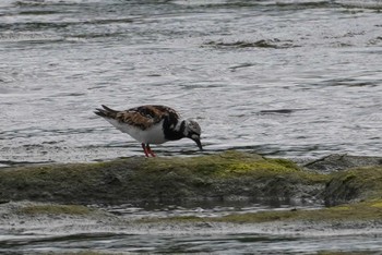 キョウジョシギ 多摩川二ヶ領宿河原堰 2022年5月12日(木)