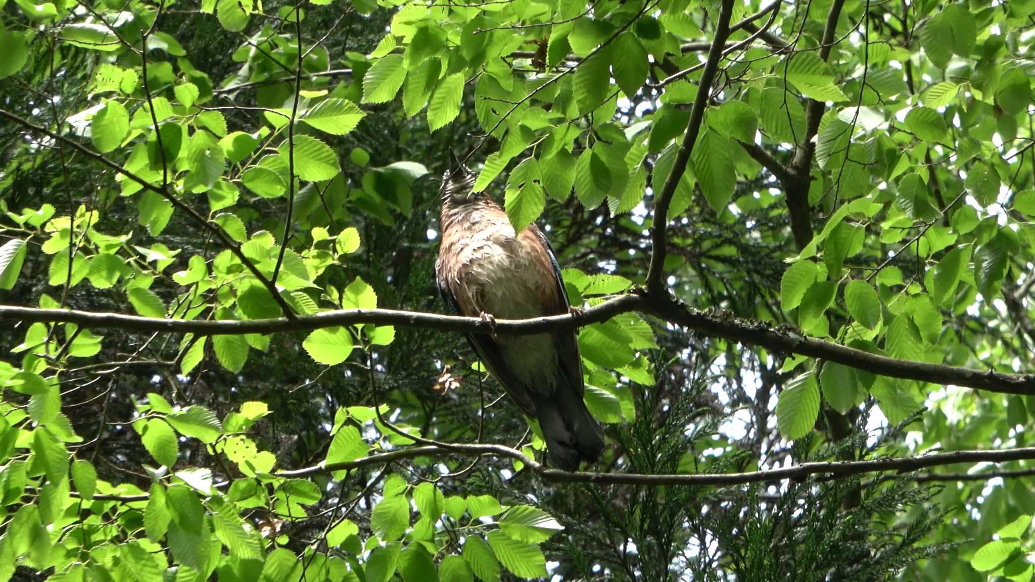 Eurasian Jay