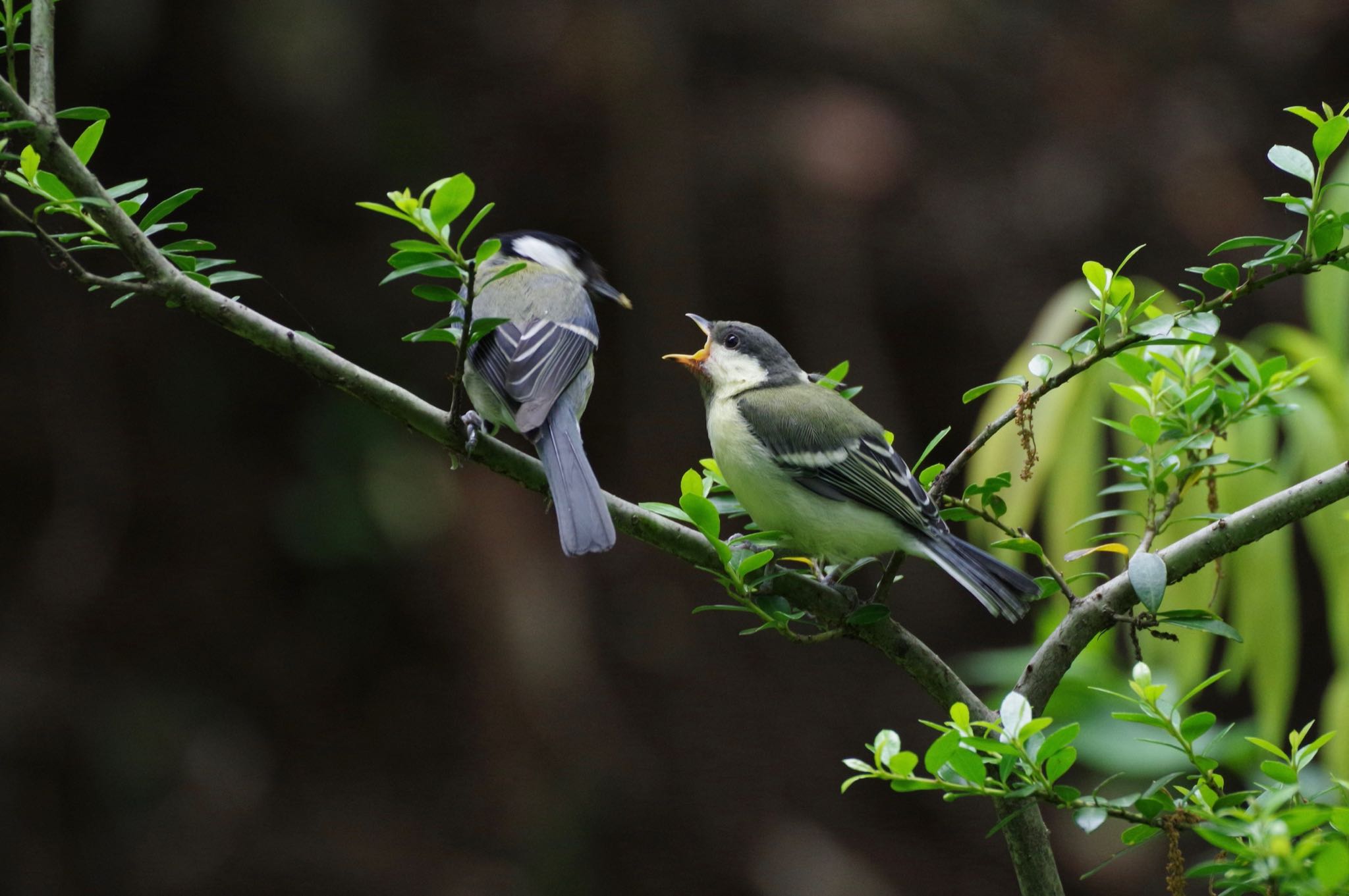 Photo of Japanese Tit at 玉川上水 by amy