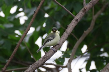 Japanese Tit 玉川上水 Sun, 5/15/2022