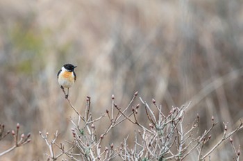 Amur Stonechat 長野県 Fri, 5/13/2022