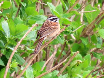 2022年5月15日(日) ひるがの高原(蛭ヶ野高原)の野鳥観察記録