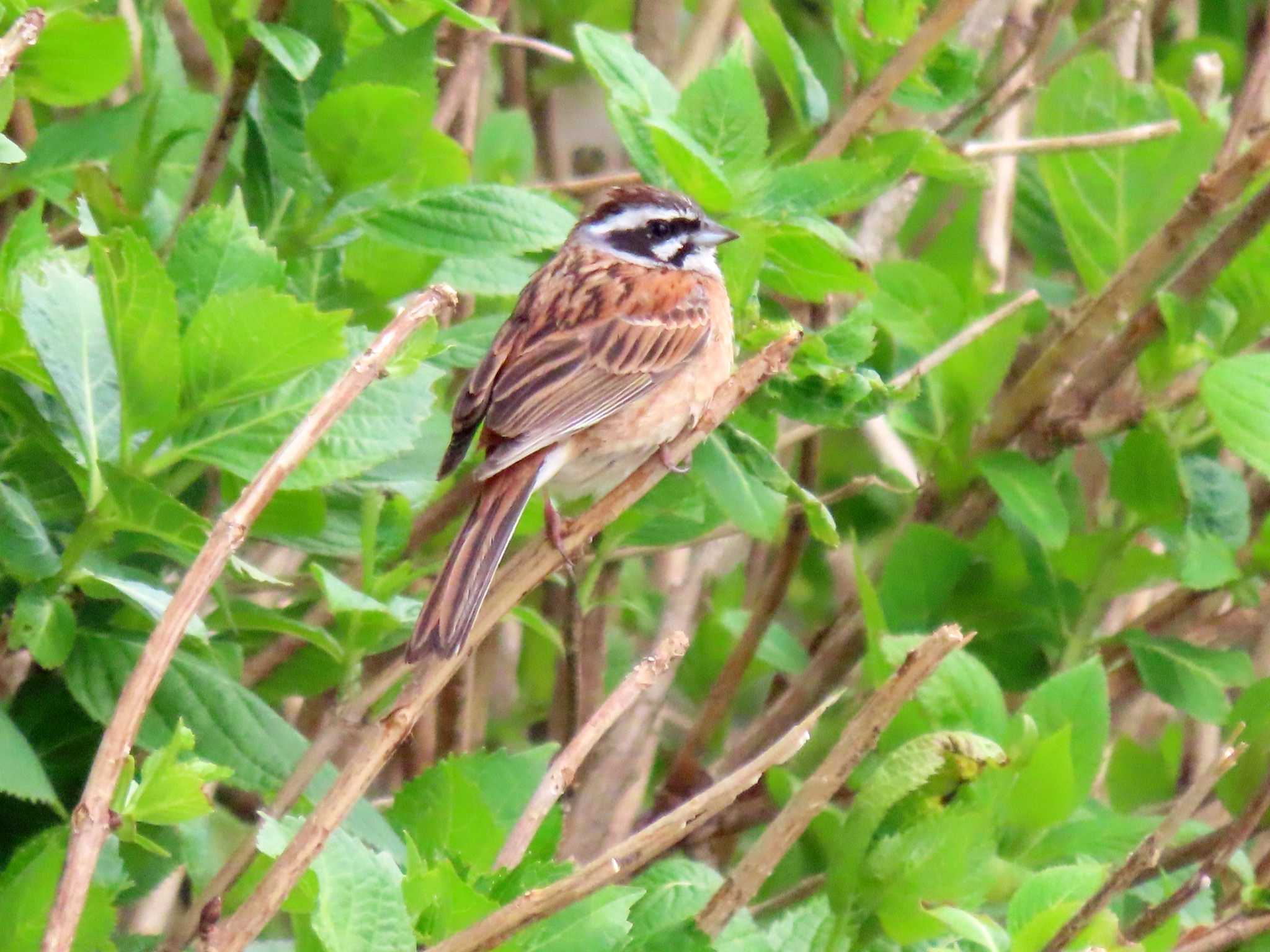 Meadow Bunting