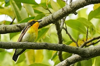 2022年5月15日(日) Ojkの野鳥観察記録