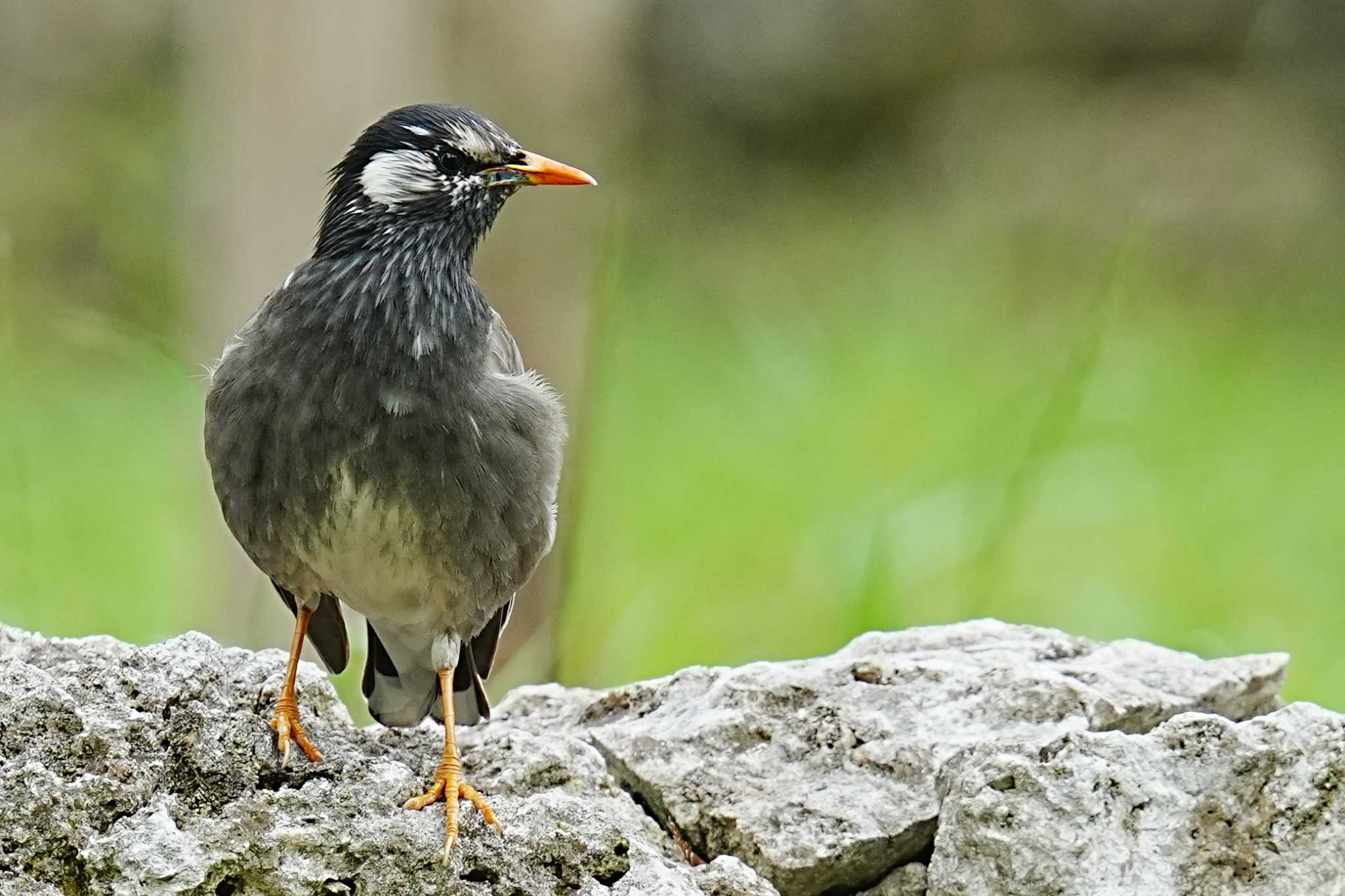 White-cheeked Starling