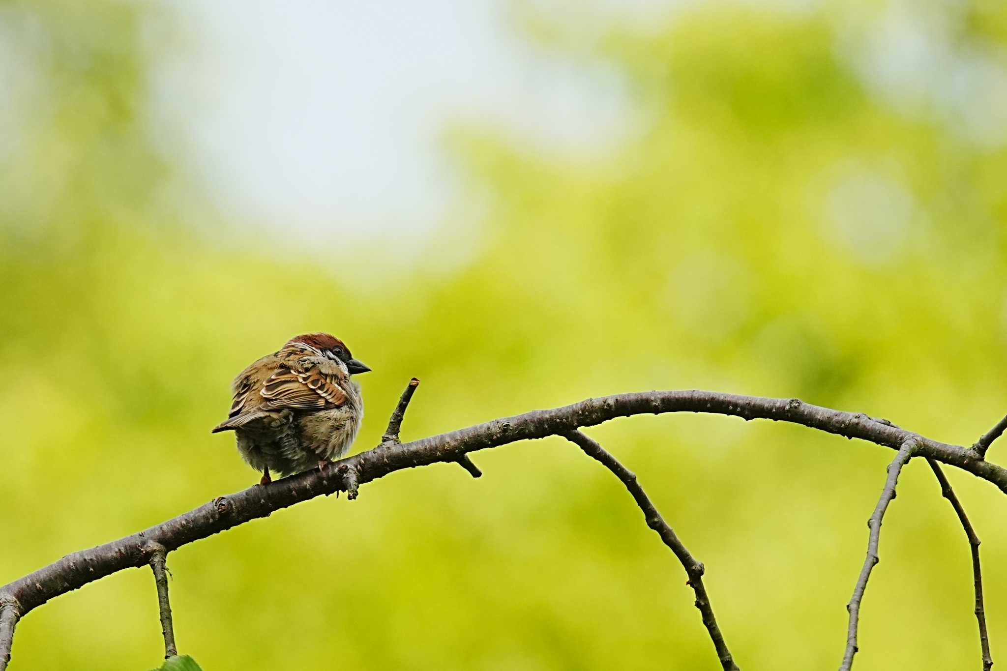 Eurasian Tree Sparrow