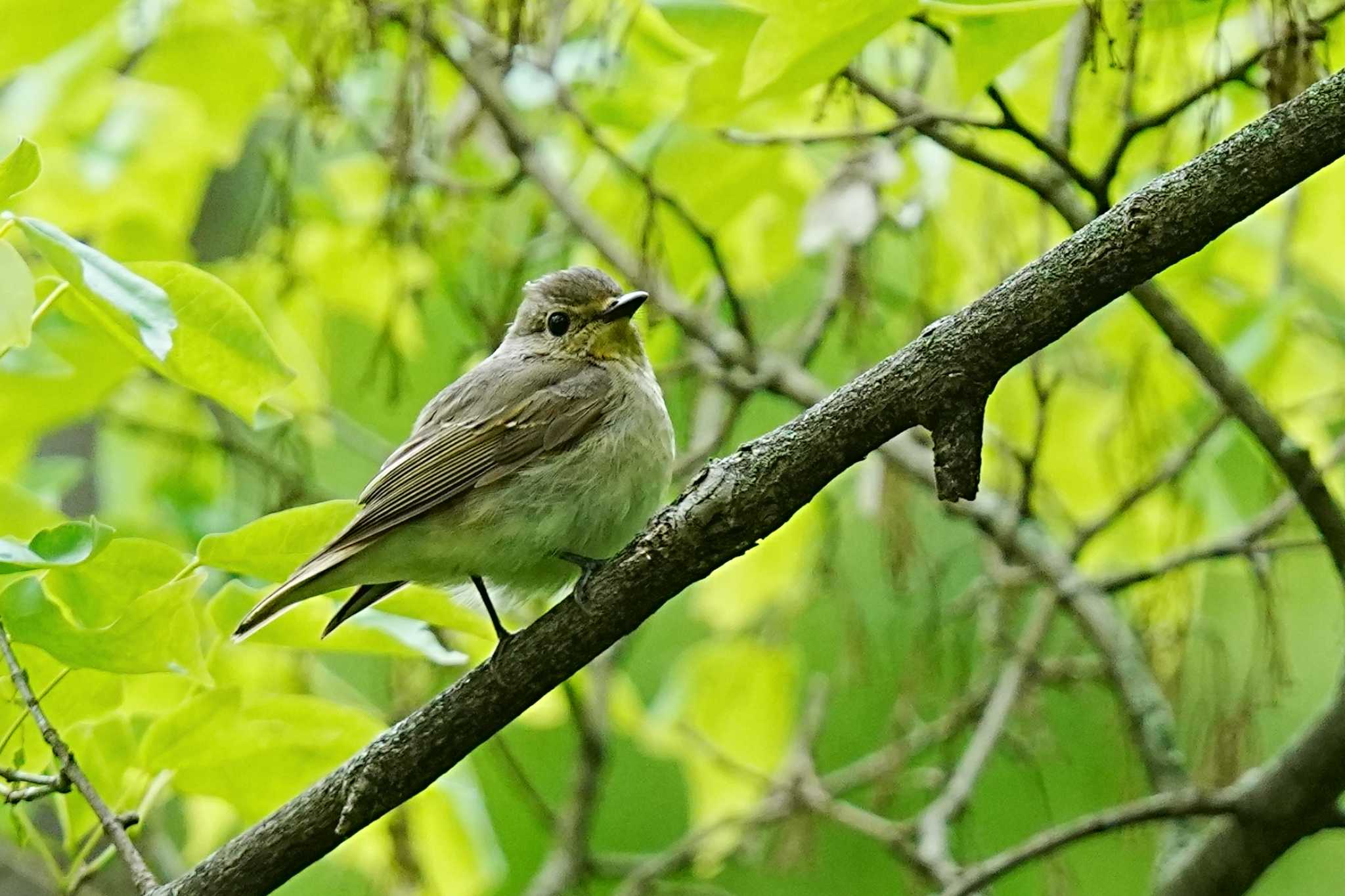 Narcissus Flycatcher