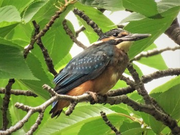 2022年5月15日(日) いたち川(横浜 本郷台)の野鳥観察記録