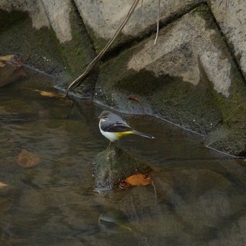 Grey Wagtail 京都府木津川市 Sun, 12/10/2017