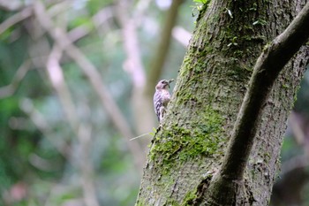 コゲラ 神戸市立森林植物園 2022年5月15日(日)