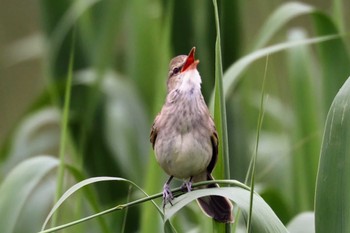 Oriental Reed Warbler 加古大池 Sun, 5/15/2022