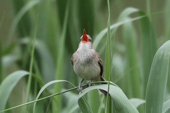 Oriental Reed Warbler 加古大池 Sun, 5/15/2022