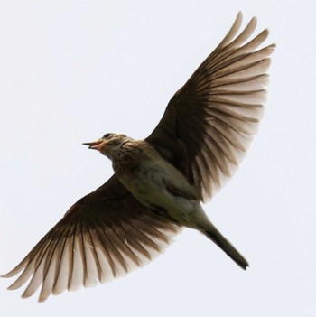 Eurasian Skylark 皿池(明石市大久保町) Sun, 5/15/2022