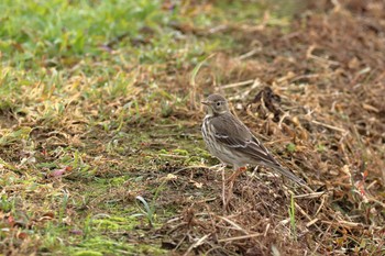 Water Pipit 金武町(沖縄県) Tue, 12/12/2017