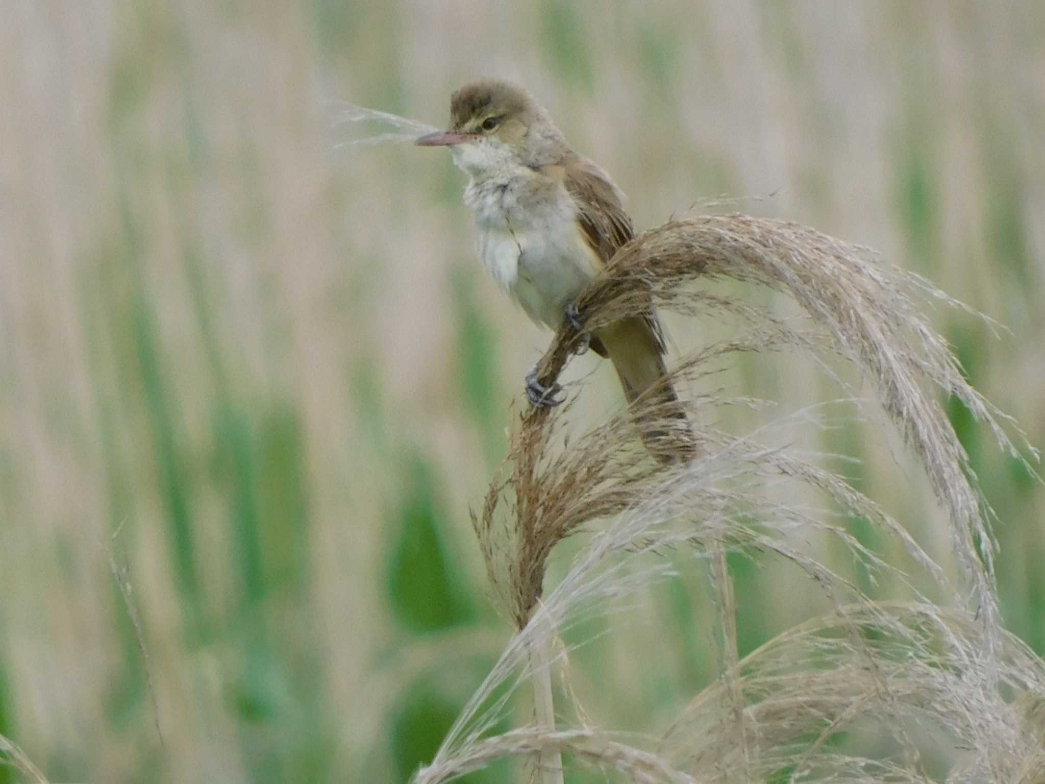 Photo of Oriental Reed Warbler at さいたま市 by ななほしてんとうむし