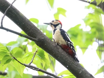 Great Spotted Woodpecker 烏川渓谷緑地 Sat, 5/14/2022