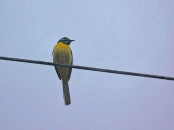 2022年5月15日(日) 柳沢峠の野鳥観察記録