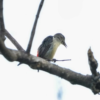 2022年5月22日(日) パタヤヒルの野鳥観察記録