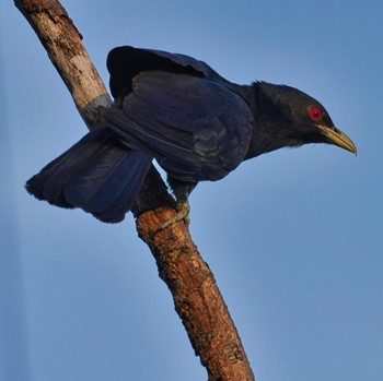 Asian Koel パタヤヒル Sun, 5/22/2022