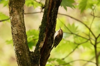 キバシリ 柳沢峠 2022年5月15日(日)