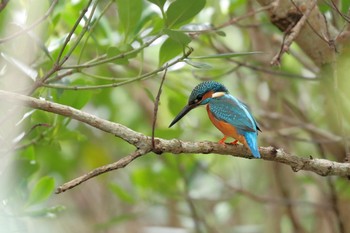 カワセミ 漫湖水鳥・湿地センター 2017年12月7日(木)