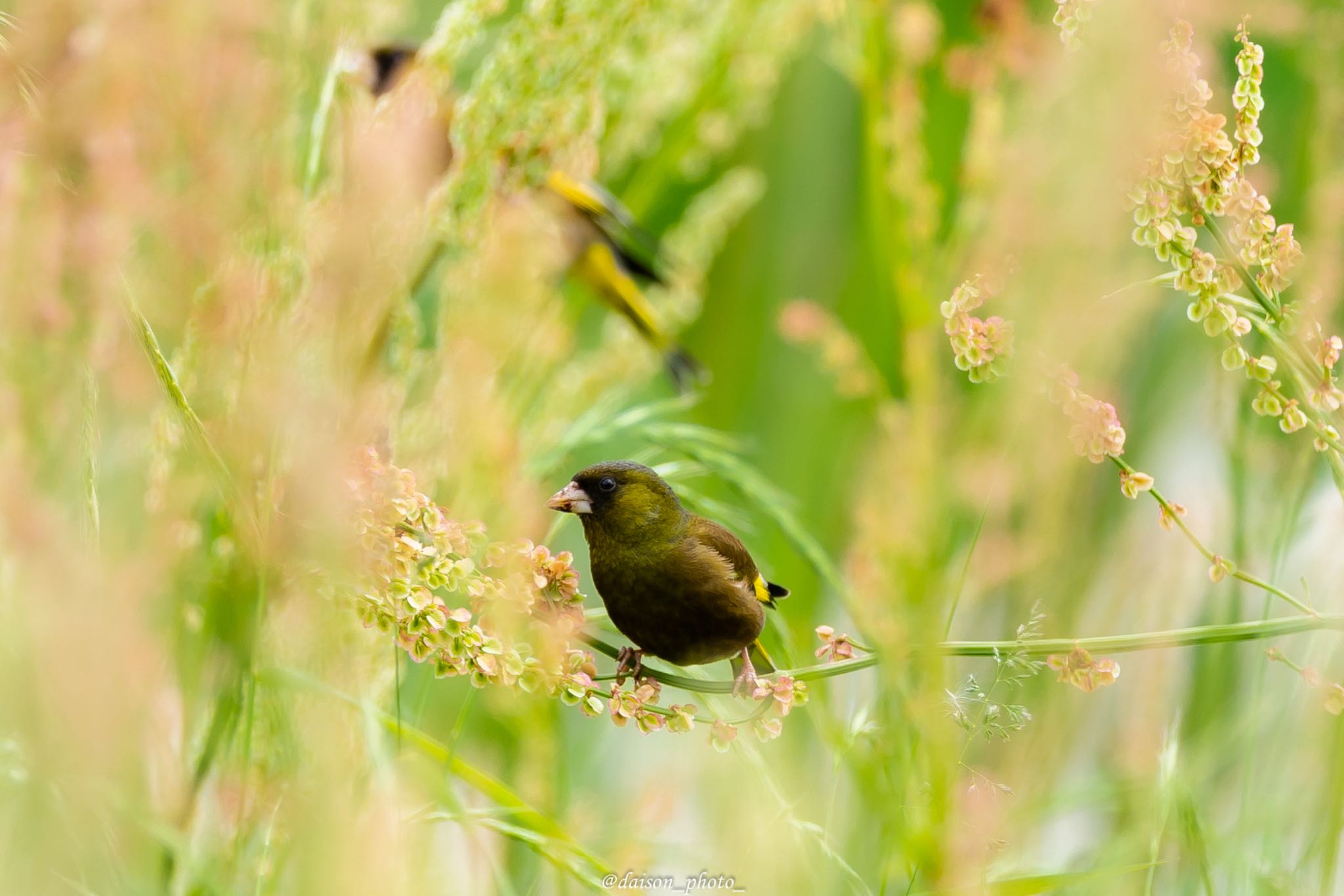 東京港野鳥公園 カワラヒワの写真 by Daison