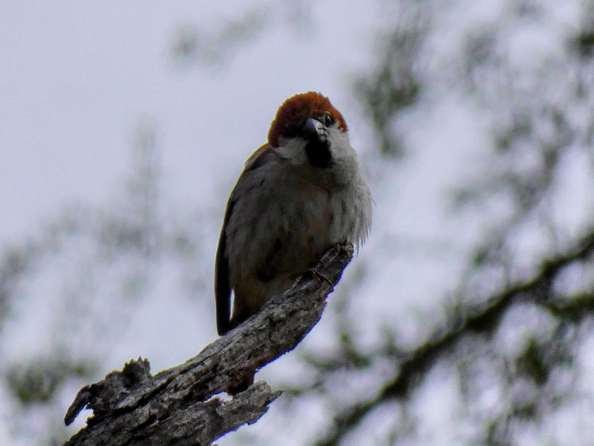 Russet Sparrow