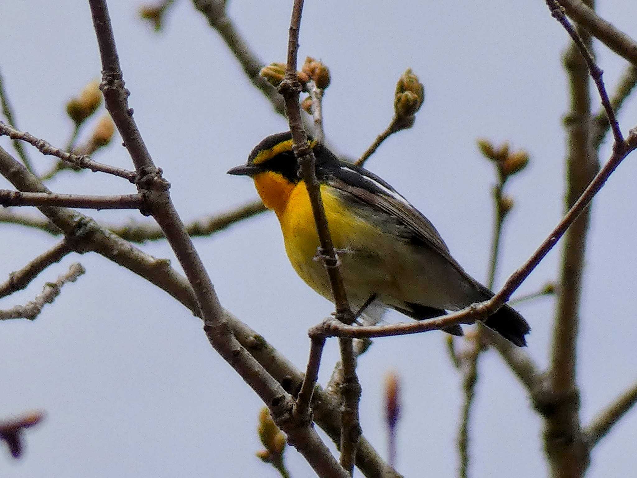 Narcissus Flycatcher