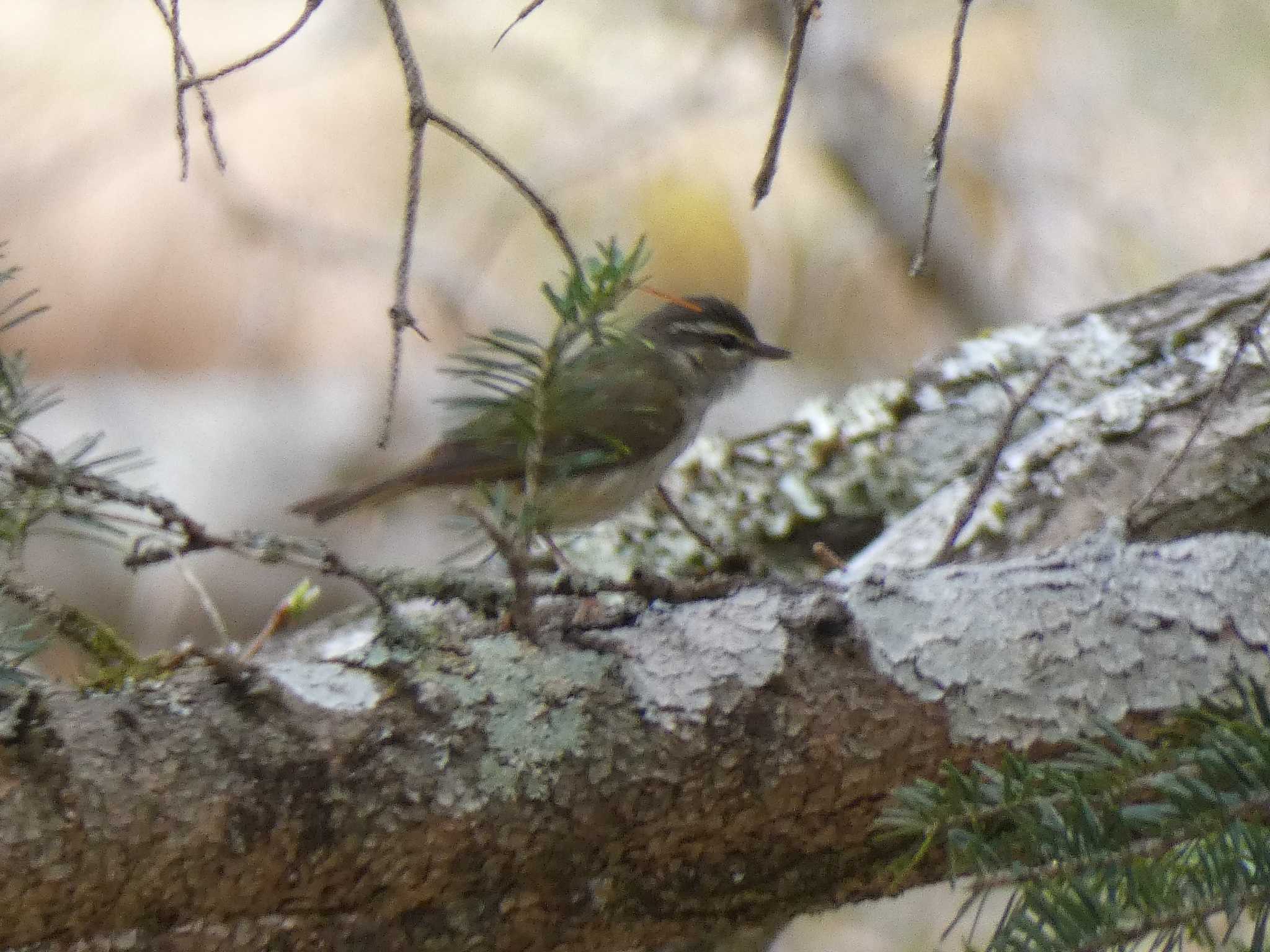 Sakhalin Leaf Warbler