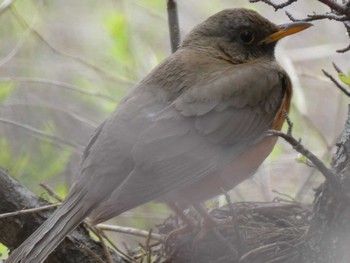 Brown-headed Thrush Senjogahara Marshland Sun, 5/15/2022