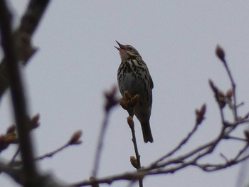 Olive-backed Pipit Senjogahara Marshland Sun, 5/15/2022