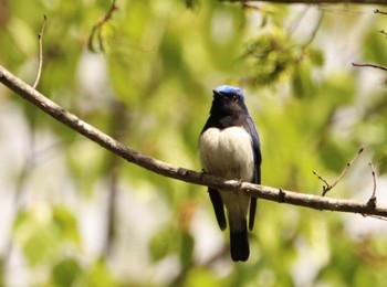 Sun, 5/15/2022 Birding report at 旭ヶ丘総合公園