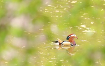 2022年5月14日(土) 月寒公園の野鳥観察記録