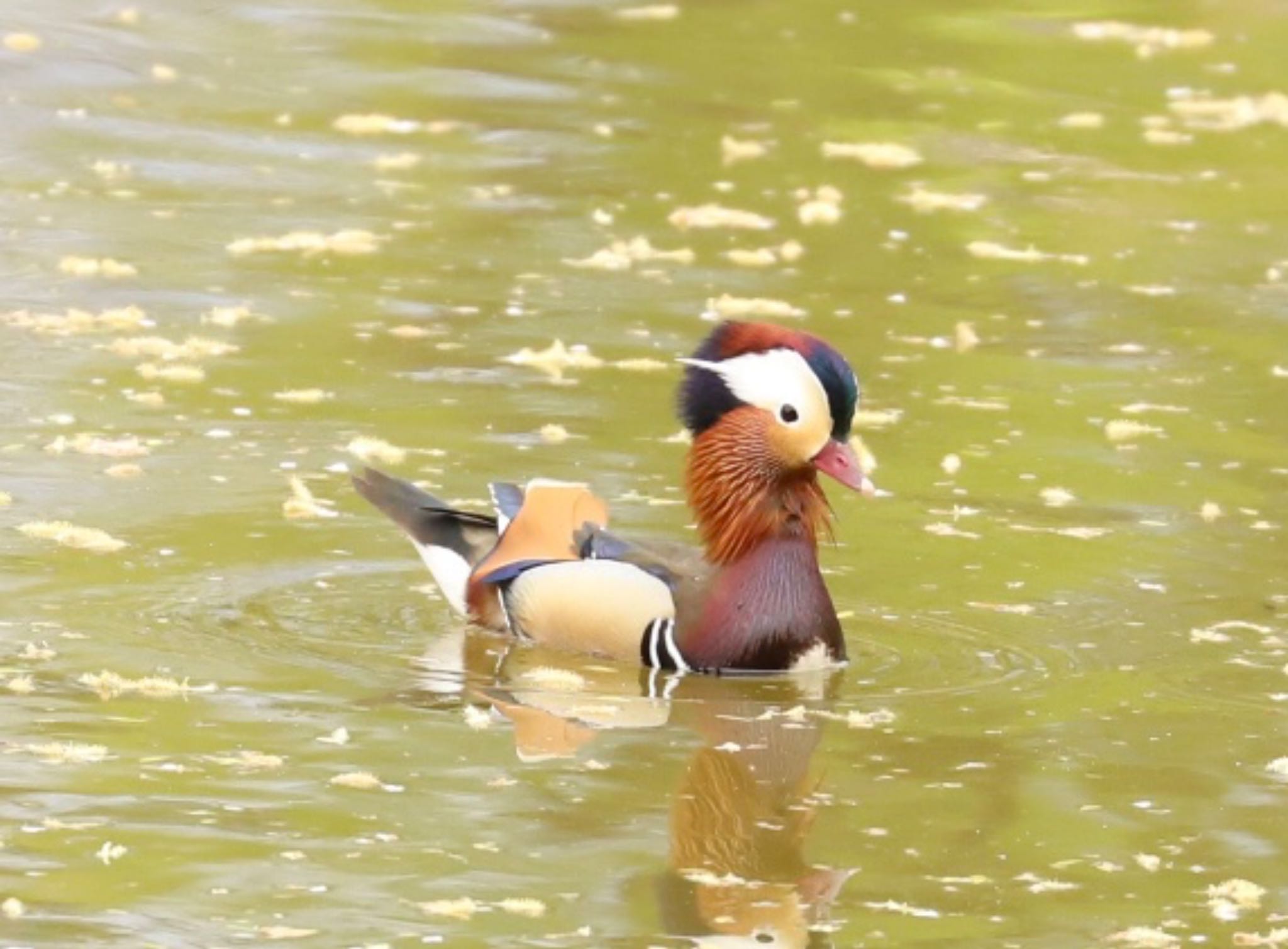 月寒公園 オシドリの写真 by ゆういち