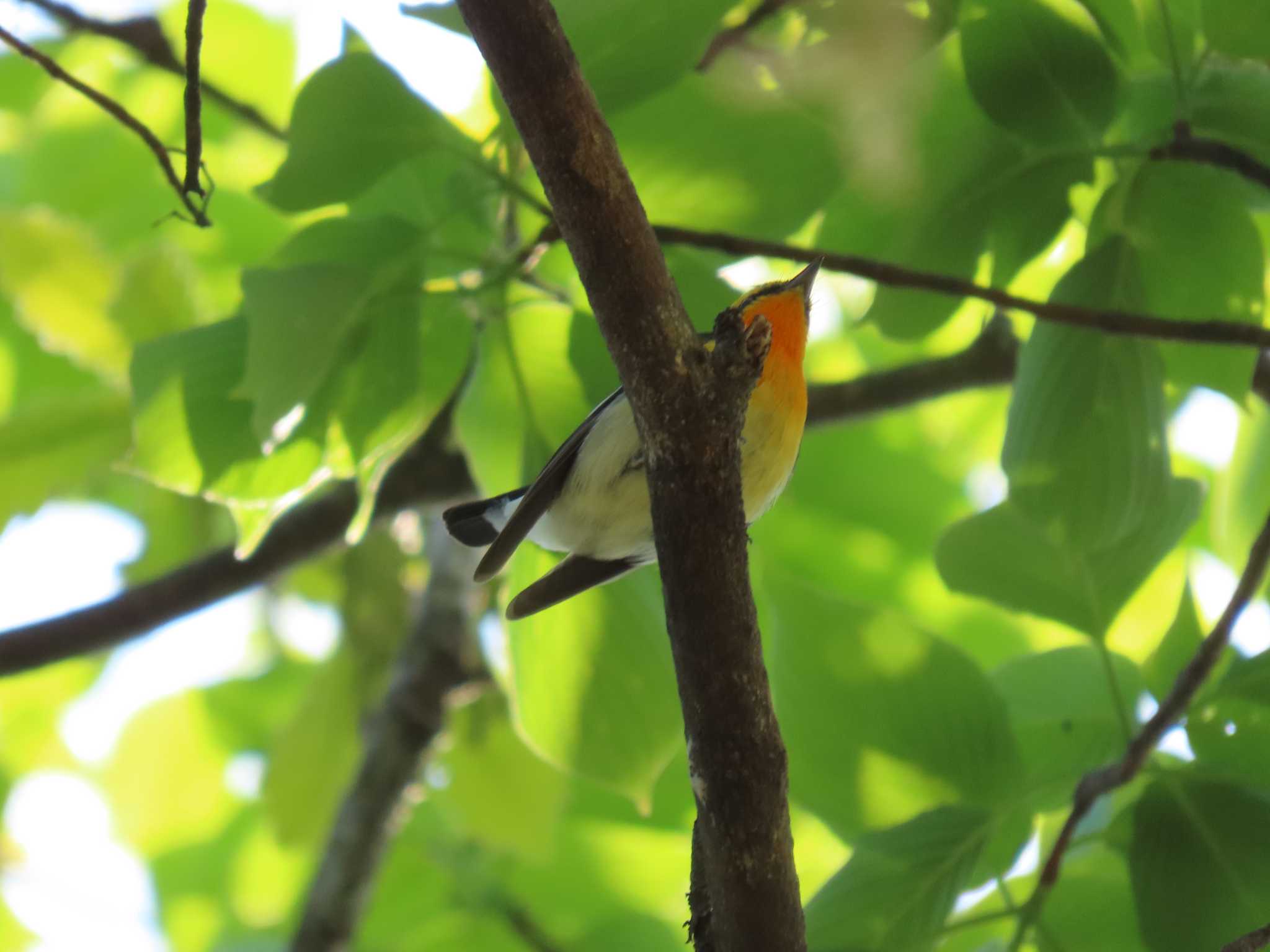 埼玉県民の森 キビタキの写真 by ぶんちょーず