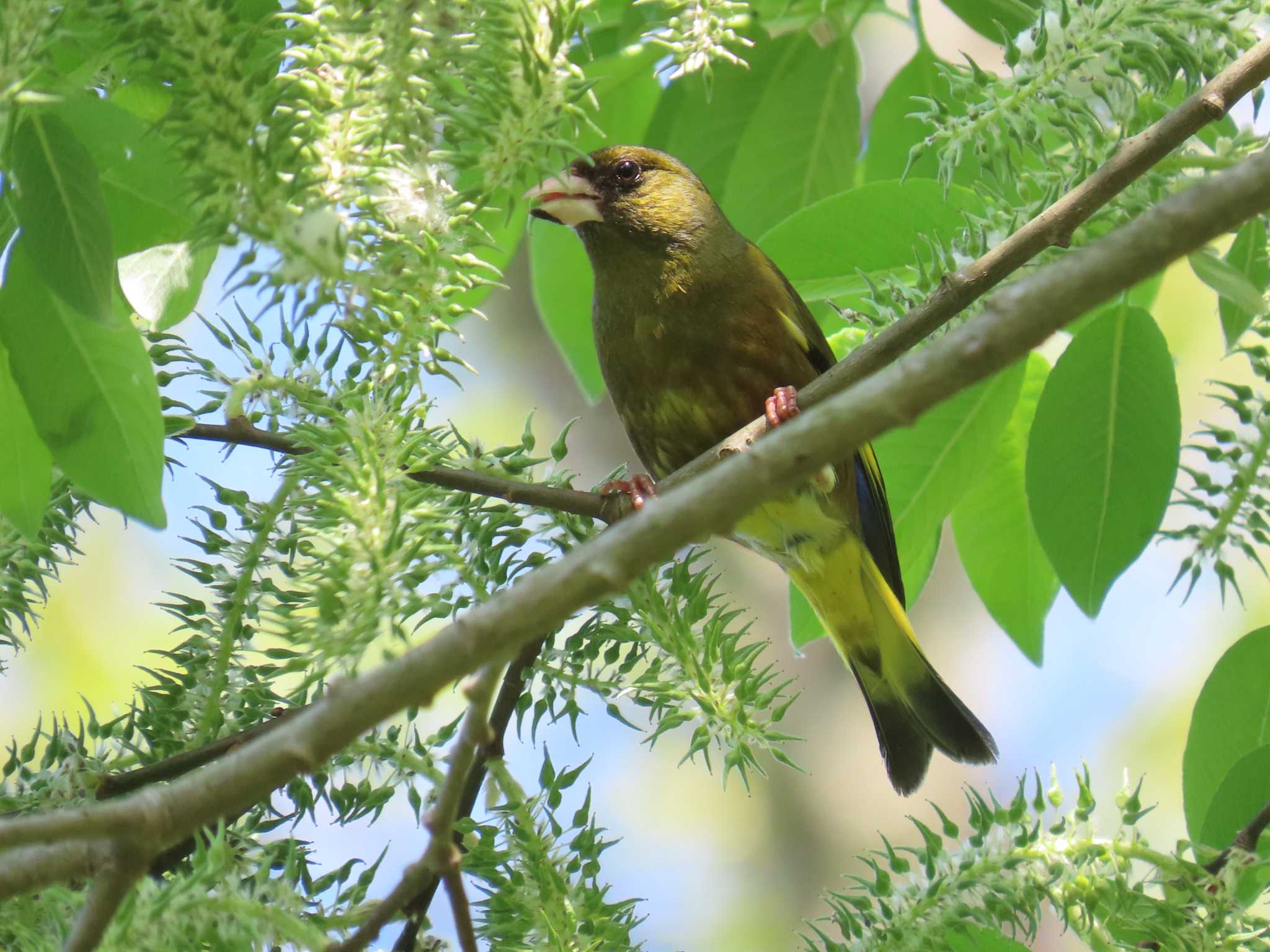 埼玉県民の森 カワラヒワの写真 by ぶんちょーず