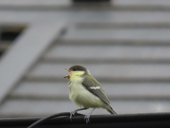 シジュウカラ 子畔水鳥の郷公園 2022年5月15日(日)