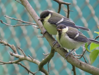 シジュウカラ 子畔水鳥の郷公園 2022年5月15日(日)