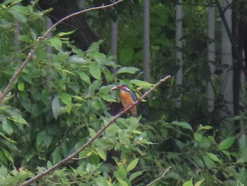 カワセミ 子畔水鳥の郷公園 2022年5月15日(日)